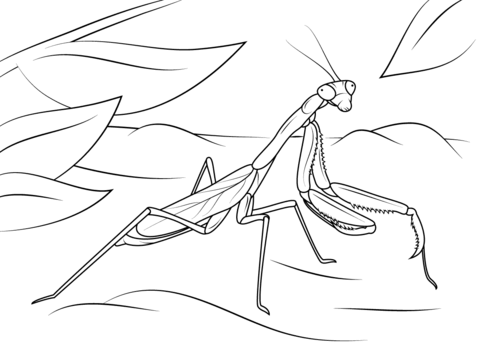 Arizona Praying Mantis Coloring Page